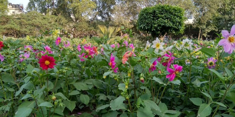 Flower & green nature background – free photo