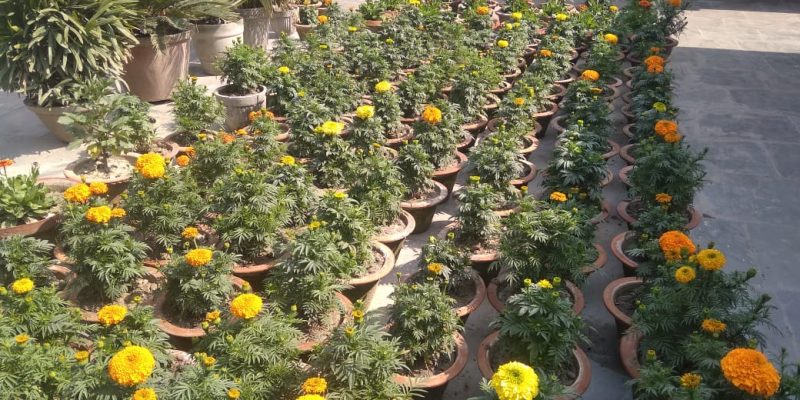 Marigold flower, nature – free photo